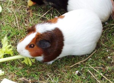 rabbits,guinea pigs,ferrets,chinchillas,hamsters,mice