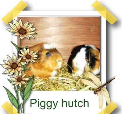 rabbits,guinea pigs,ferrets,chinchillas,hamsters,mice