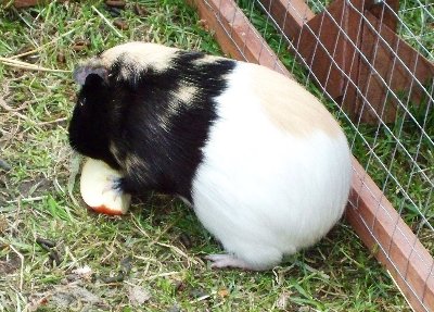 rabbits,guinea pigs,ferrets,chinchillas,hamsters,mice