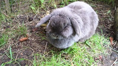 rabbits,guinea pigs,ferrets,chinchillas,hamsters,mice