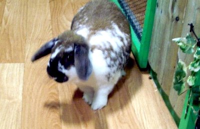 rabbits,guinea pigs,ferrets,chinchillas,hamsters,mice