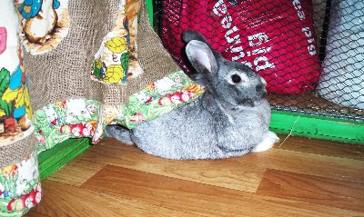 rabbits,guinea pigs,ferrets,chinchillas,hamsters,mice