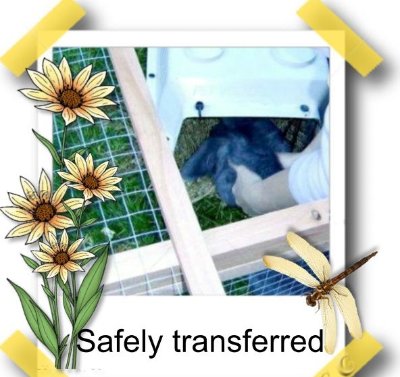 rabbits,guinea pigs,ferrets,chinchillas,hamsters,mice