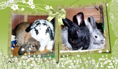rabbits,guinea pigs,ferrets,chinchillas,hamsters,mice
