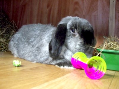 rabbits,guinea pigs,ferrets,chinchillas,hamsters,mice