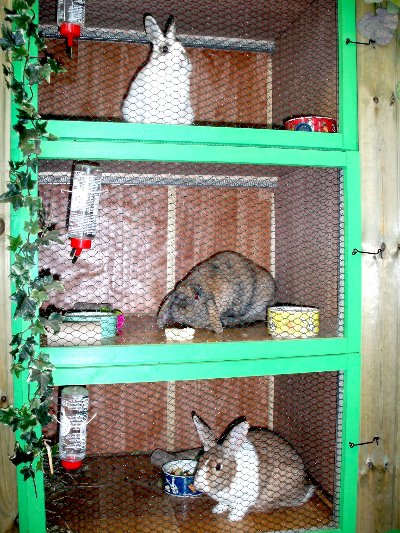 rabbits,guinea pigs,ferrets,chinchillas,hamsters,mice