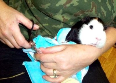 Guinea pig bath claws cut ear wax removal matted hair removal a haircut