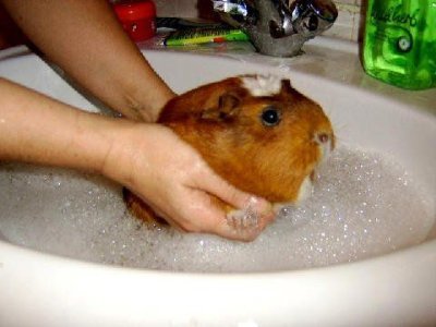 Guinea pig bath claws cut ear wax removal matted hair removal a haircut
